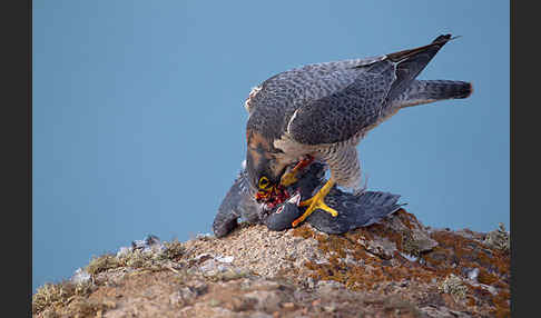 Wüstenfalke (Falco pelegrinoides)