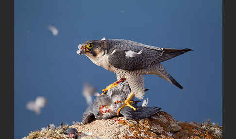 Wüstenfalke (Falco pelegrinoides)