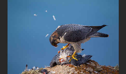 Wüstenfalke (Falco pelegrinoides)