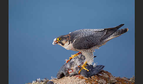 Wüstenfalke (Falco pelegrinoides)