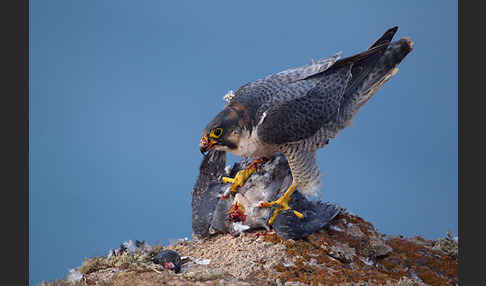 Wüstenfalke (Falco pelegrinoides)