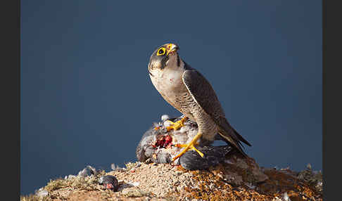 Wüstenfalke (Falco pelegrinoides)