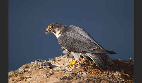 Wüstenfalke (Falco pelegrinoides)