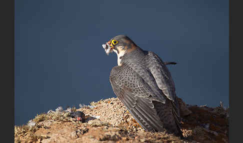 Wüstenfalke (Falco pelegrinoides)