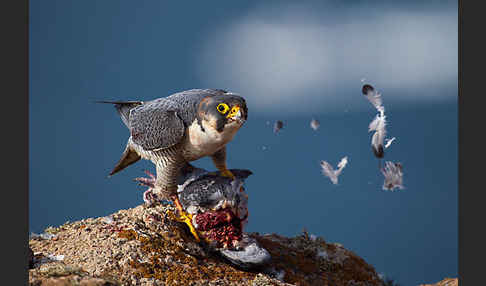 Wüstenfalke (Falco pelegrinoides)