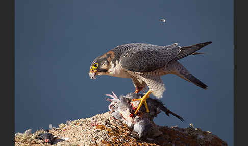 Wüstenfalke (Falco pelegrinoides)