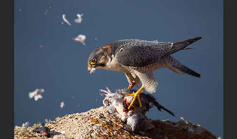 Wüstenfalke (Falco pelegrinoides)