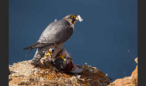 Wüstenfalke (Falco pelegrinoides)