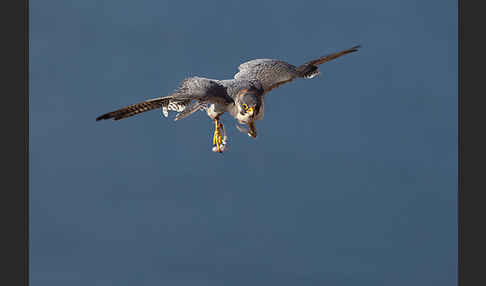 Wüstenfalke (Falco pelegrinoides)