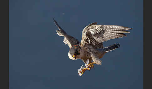 Wüstenfalke (Falco pelegrinoides)