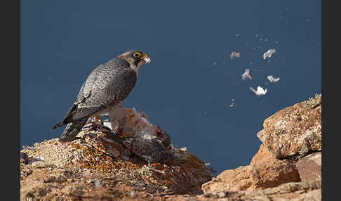 Wüstenfalke (Falco pelegrinoides)