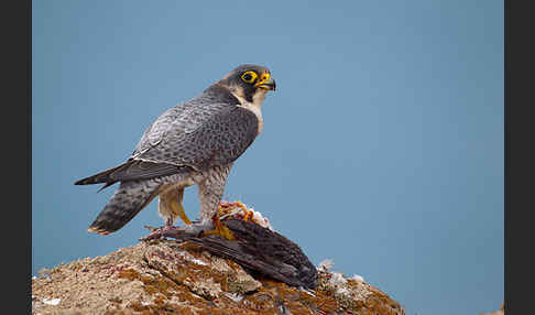 Wüstenfalke (Falco pelegrinoides)