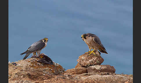 Wüstenfalke (Falco pelegrinoides)