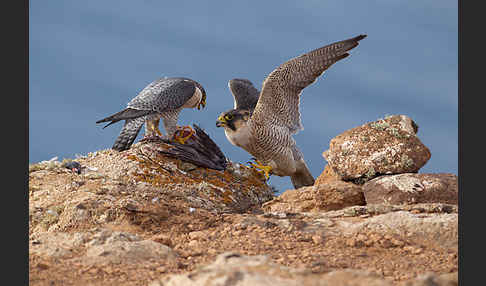 Wüstenfalke (Falco pelegrinoides)