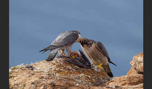 Wüstenfalke (Falco pelegrinoides)