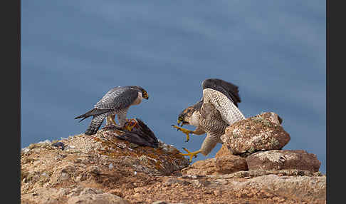 Wüstenfalke (Falco pelegrinoides)