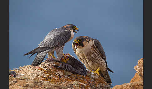 Wüstenfalke (Falco pelegrinoides)