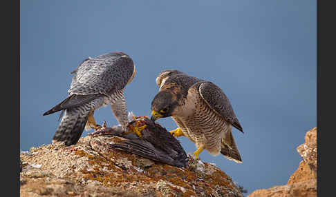 Wüstenfalke (Falco pelegrinoides)