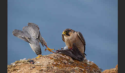 Wüstenfalke (Falco pelegrinoides)