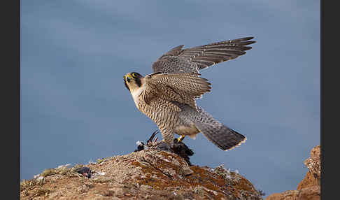 Wüstenfalke (Falco pelegrinoides)