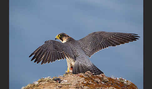 Wüstenfalke (Falco pelegrinoides)