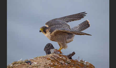 Wüstenfalke (Falco pelegrinoides)