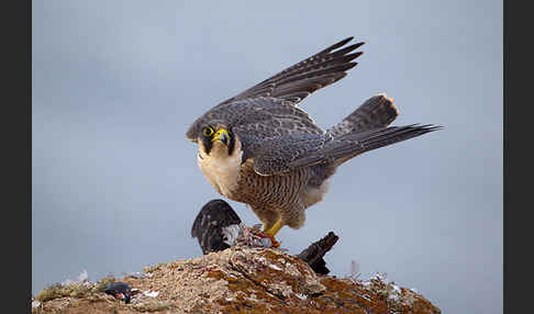 Wüstenfalke (Falco pelegrinoides)