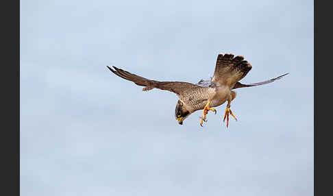 Wüstenfalke (Falco pelegrinoides)