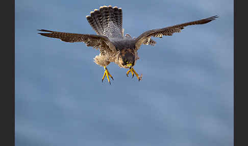 Wüstenfalke (Falco pelegrinoides)