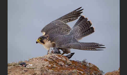 Wüstenfalke (Falco pelegrinoides)