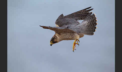 Wüstenfalke (Falco pelegrinoides)