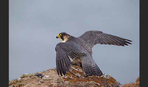 Wüstenfalke (Falco pelegrinoides)