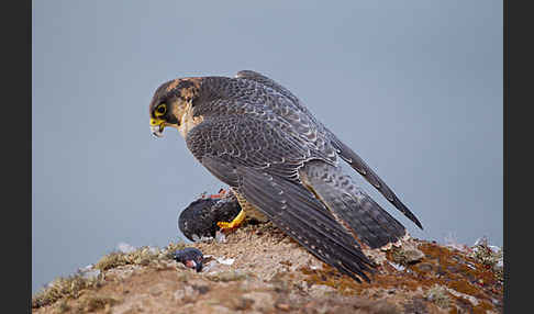 Wüstenfalke (Falco pelegrinoides)