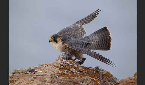 Wüstenfalke (Falco pelegrinoides)