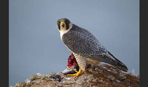 Wüstenfalke (Falco pelegrinoides)