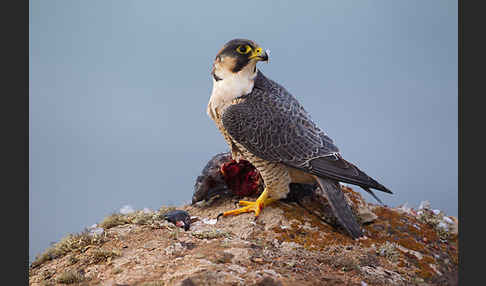 Wüstenfalke (Falco pelegrinoides)