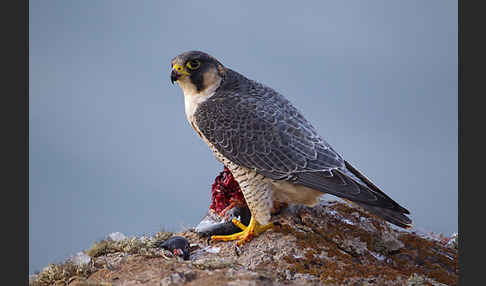 Wüstenfalke (Falco pelegrinoides)