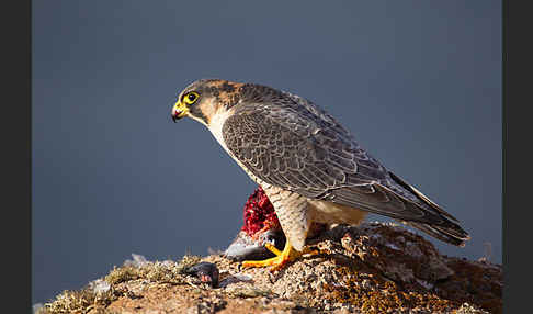 Wüstenfalke (Falco pelegrinoides)