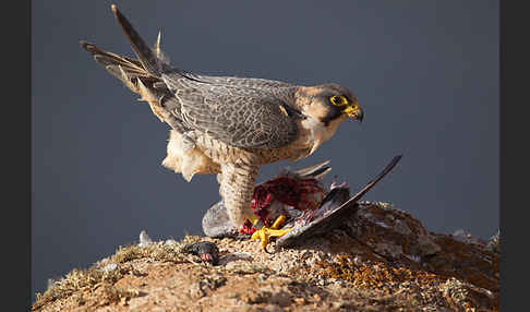 Wüstenfalke (Falco pelegrinoides)