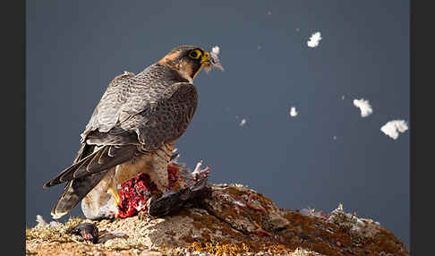 Wüstenfalke (Falco pelegrinoides)