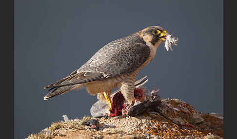 Wüstenfalke (Falco pelegrinoides)