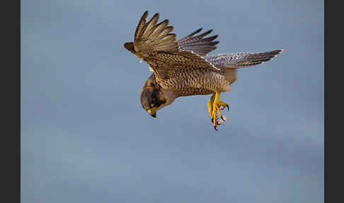 Wüstenfalke (Falco pelegrinoides)