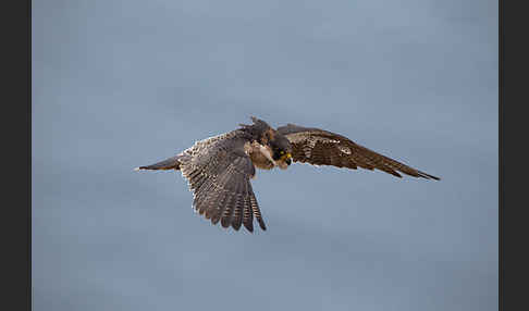 Wüstenfalke (Falco pelegrinoides)