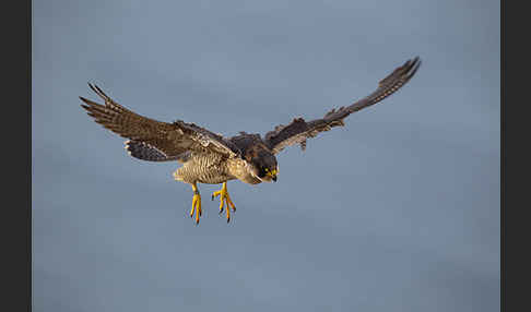 Wüstenfalke (Falco pelegrinoides)