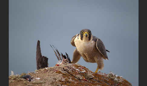 Wüstenfalke (Falco pelegrinoides)