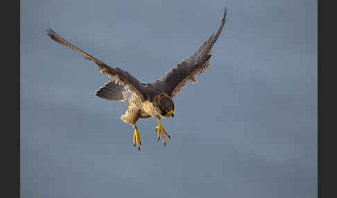 Wüstenfalke (Falco pelegrinoides)