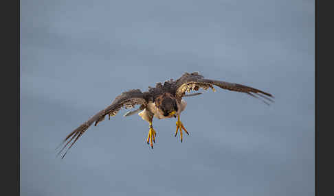 Wüstenfalke (Falco pelegrinoides)