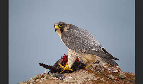 Wüstenfalke (Falco pelegrinoides)