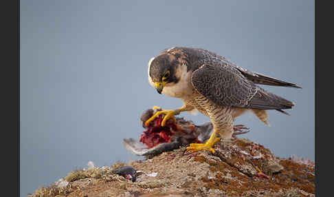 Wüstenfalke (Falco pelegrinoides)