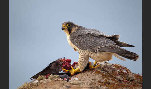 Wüstenfalke (Falco pelegrinoides)